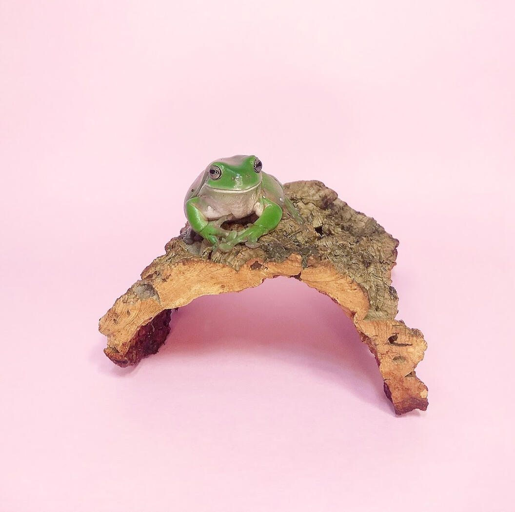 Mini World Photography